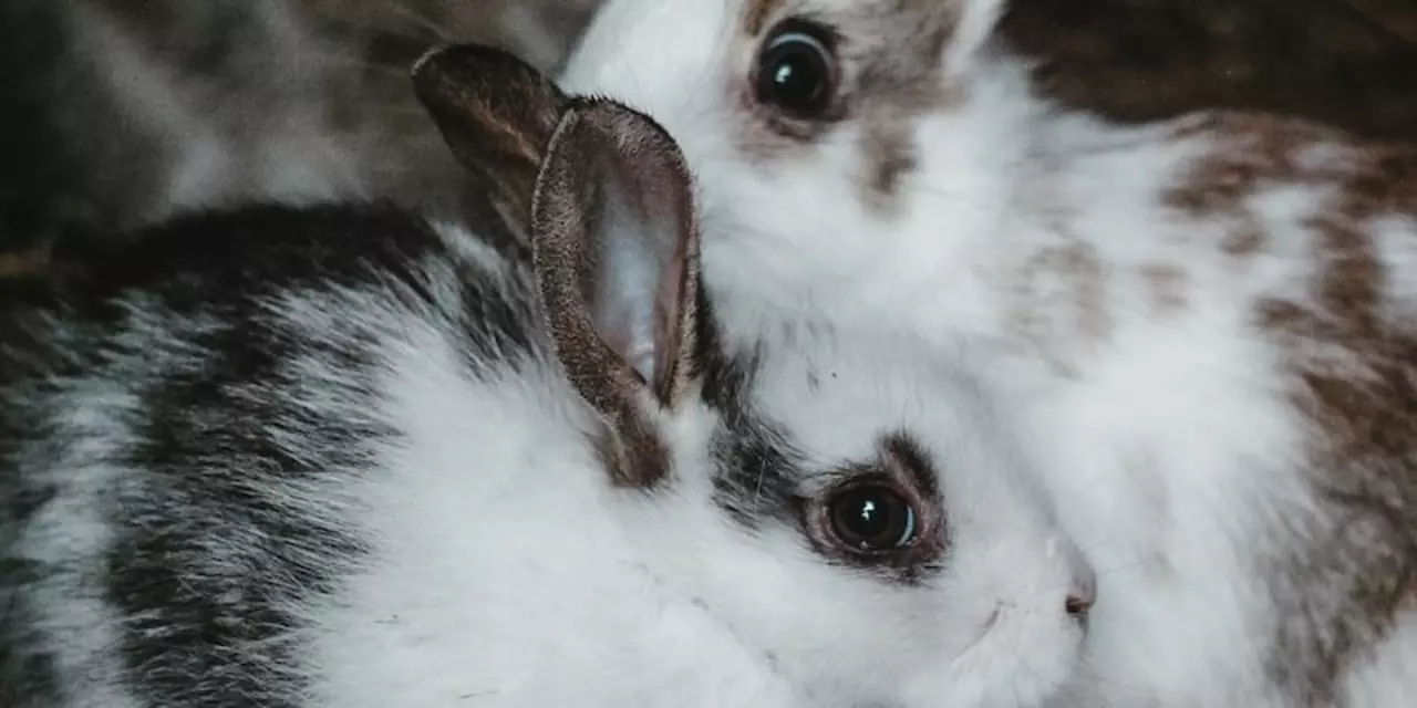 सफेद खरगोश की जीवनकाल क्या है?